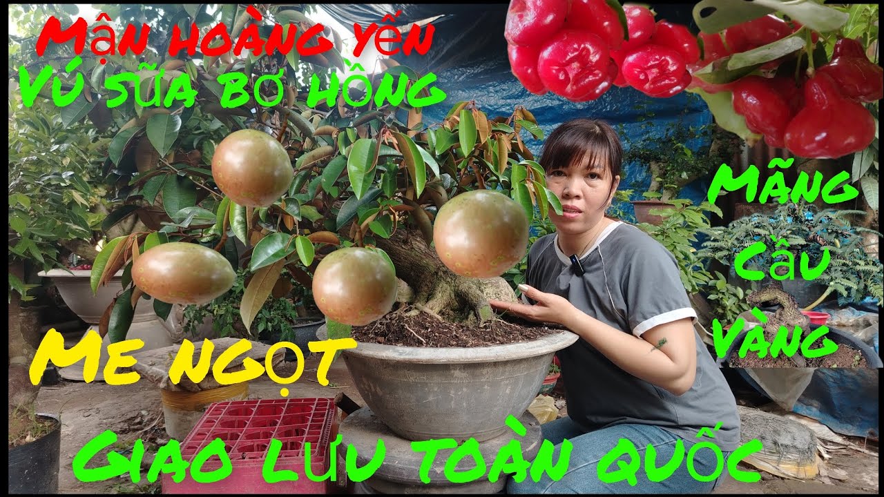 12/3 Giao lưu .vú sữa bơ hồng .mận hoàng yến .Mãng cầu vàng .khế quái .#lh0382354700# Baosíp ...
