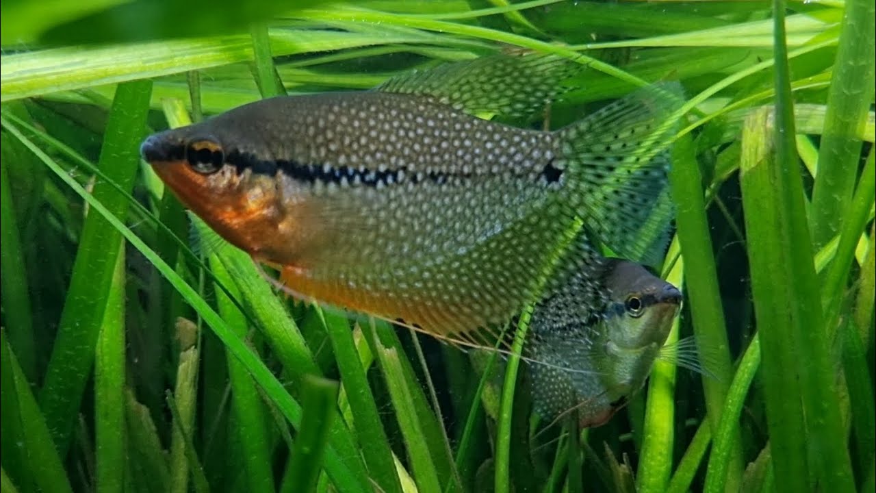 The Pearl Gourami - Peaceful Centrepiece Fish for the larger aquarium.