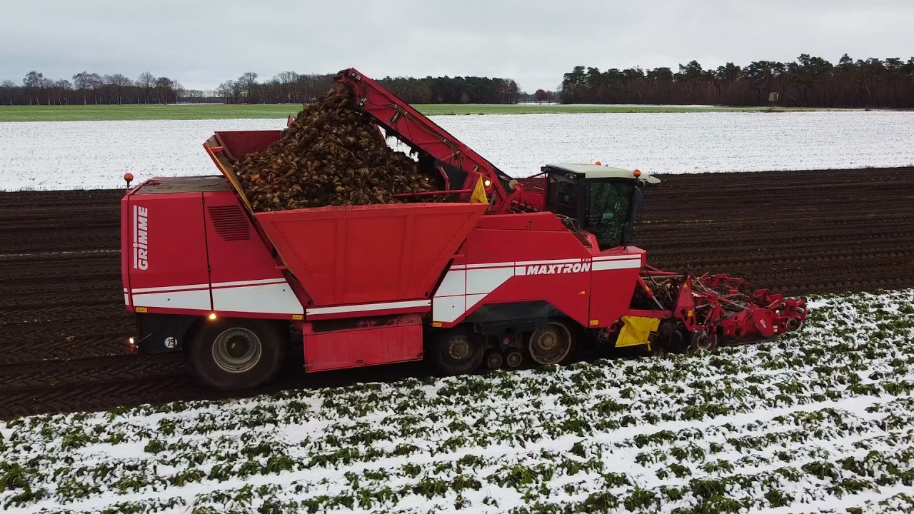 2026 Fodder beet harvest