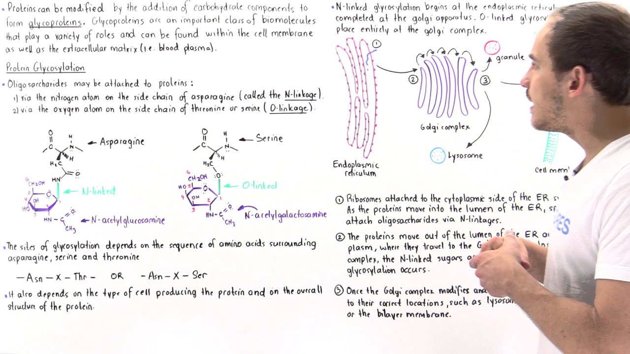 Glycosylation and Glycoproteins