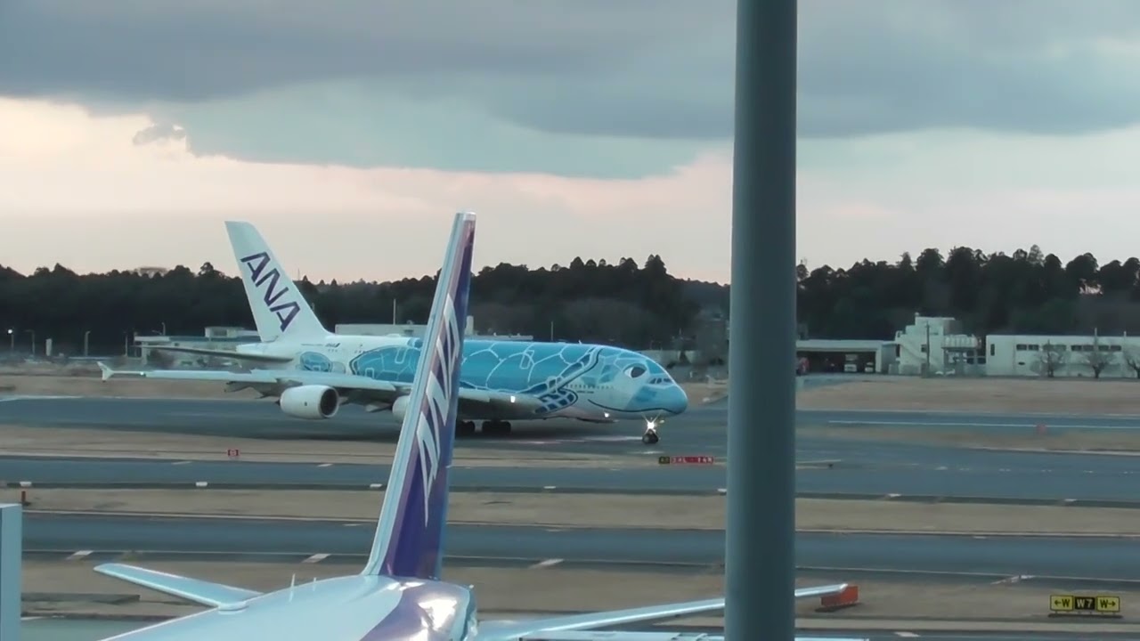 帰国直後のラニくん🙂🐢　成田空港第一展望デッキより　2024.1.23　#成田空港#ANA#A380#フライングホヌ#展望デッキ#飛行機