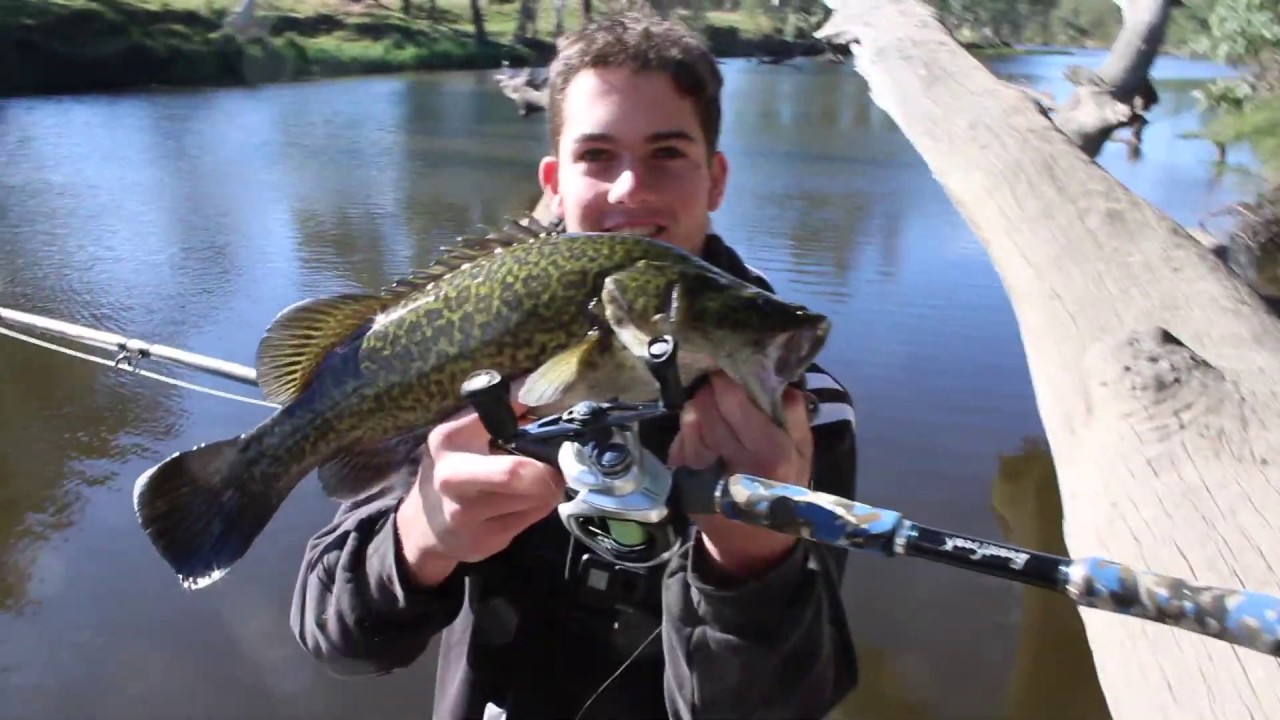Murray Cod Fishing Crystal Clear Water - codaddiction ep2