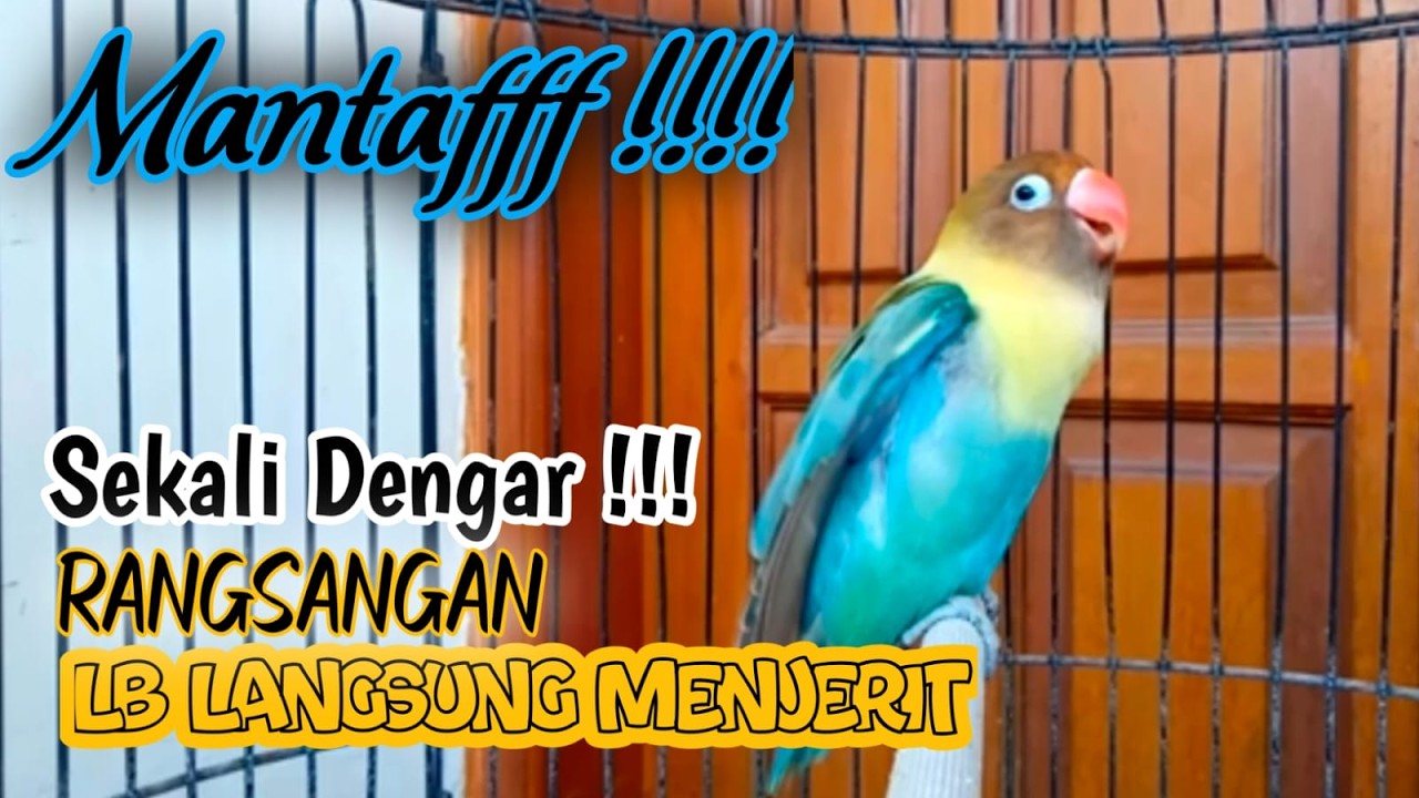 Suara Burung Lovebird NGEKEK PANJANG, Pancingan Lovebird PALING CEPAT BIKIN BUNYI