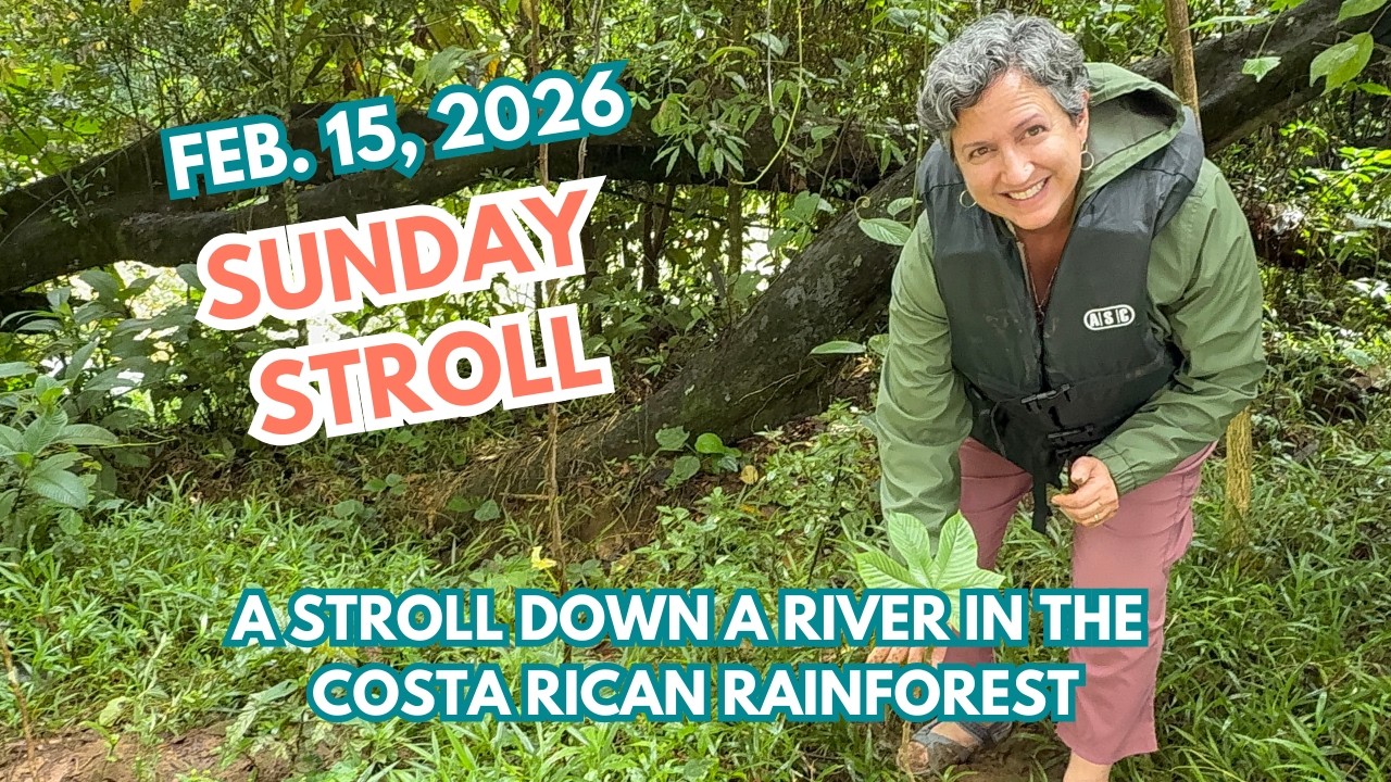 02 15 26   Sunday Stroll   Costa Rica Rainforest