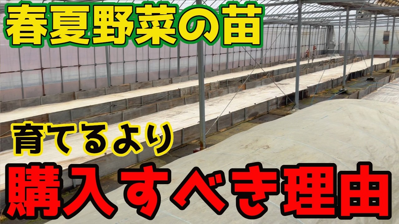 【正直】春夏野菜の苗をお店で購入してほしい理由をお話しします【家庭菜園】