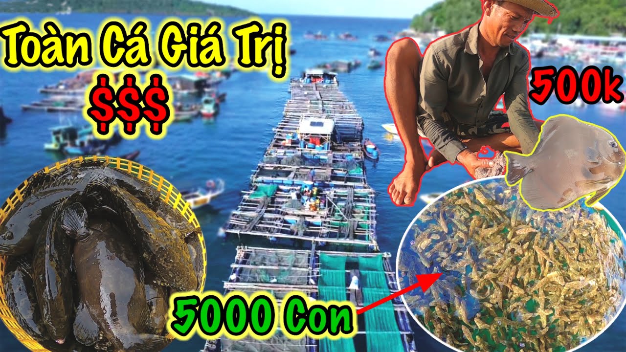 Thu Nhập Khủng Từ Nghề Nuôi Bè Cá Trên Biển | Cá Mú, Cá Bớp, Cá Chim, Tai Tượng…| Sơn Phú Quốc