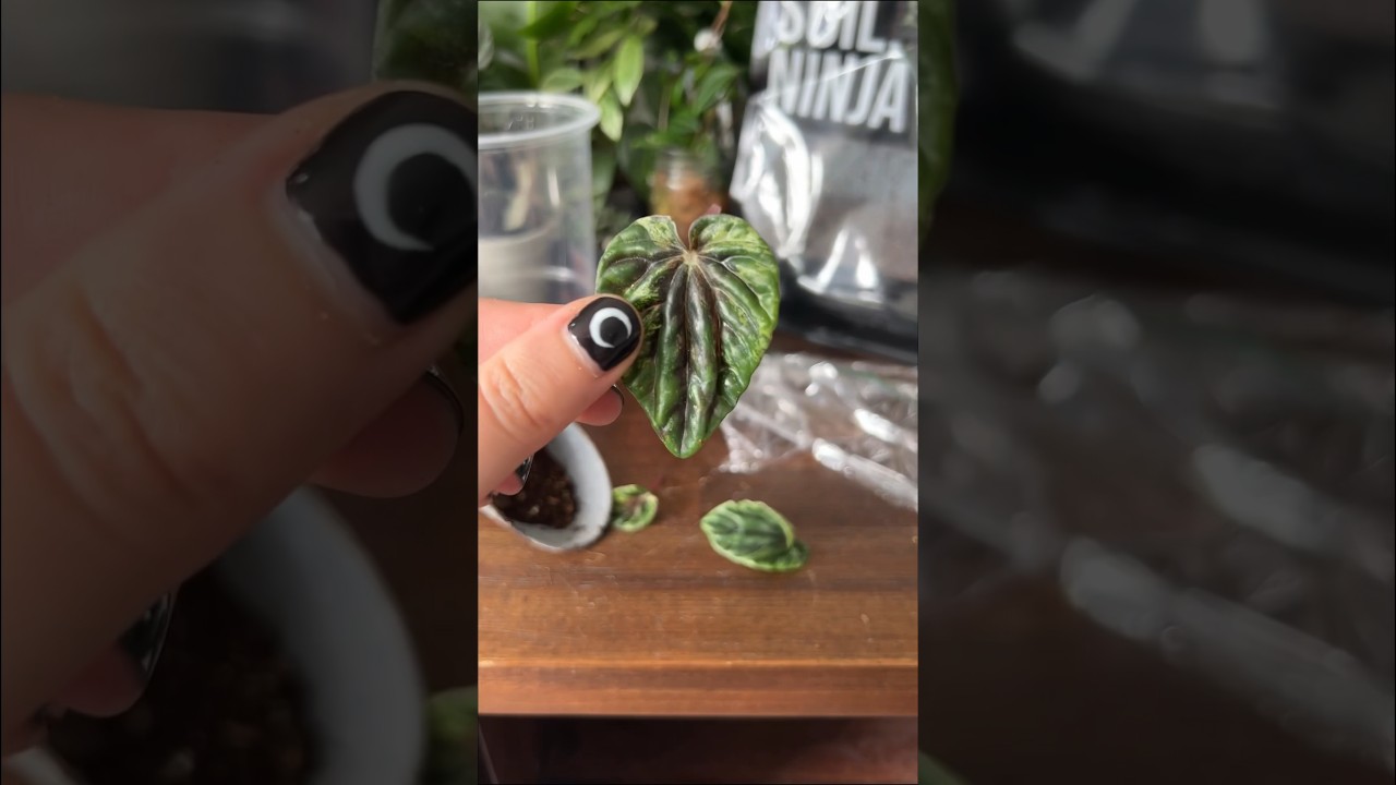 Peperomia leaf cutting propagation 🍃