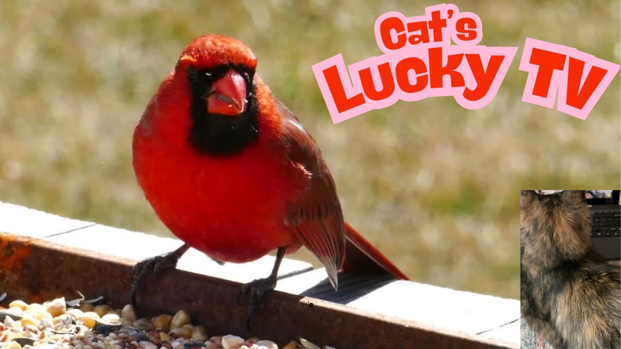 My Cat's Lucky TV Watching How Birds Eat/Drink/ Chirping To Be Calm & #relaxing #cat #pets #games