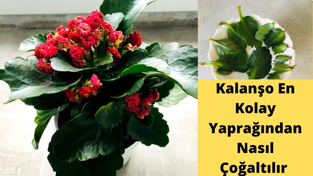 Yapraktan hızlı kök oluşturma/Yosun ile Kalanşo, Yılbaşı çiçeği,menekşe /yosun ile çiçek bakımı/