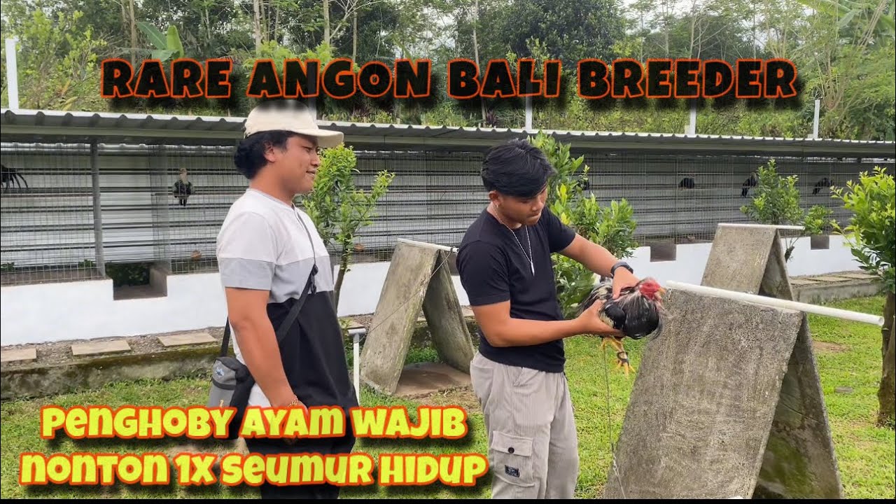 Petualangan kekandang RARE ANGON BALI BREEDER mantap men‼️‼️