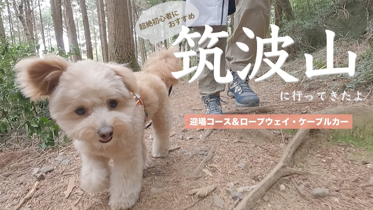 犬と筑波山に行ってきたよ🐶