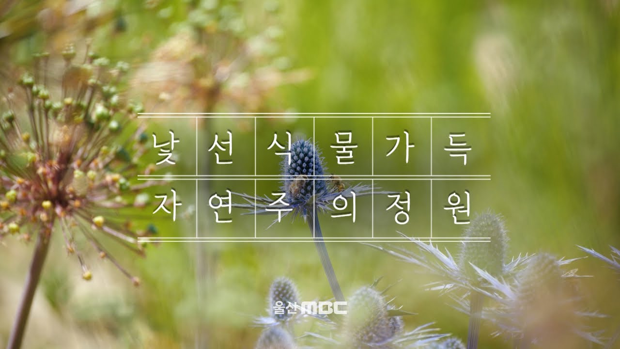낯선 식물 가득 '자연주의 정원' [영상스케치] (2024.06.12/울산MBC)