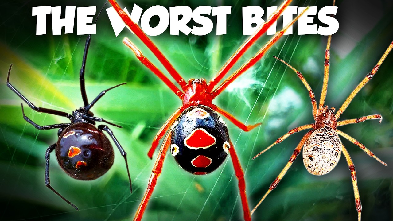 EVERY Widow Spider in the US (are they in YOUR backyard?)