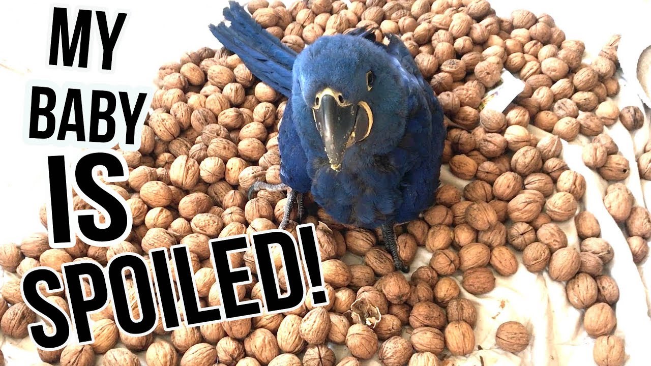 FEEDING A HYACINTH BABY MACAW!