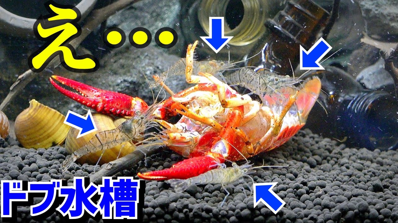 ドブ水槽の中で異変が起きました…【ドブ川水槽６】