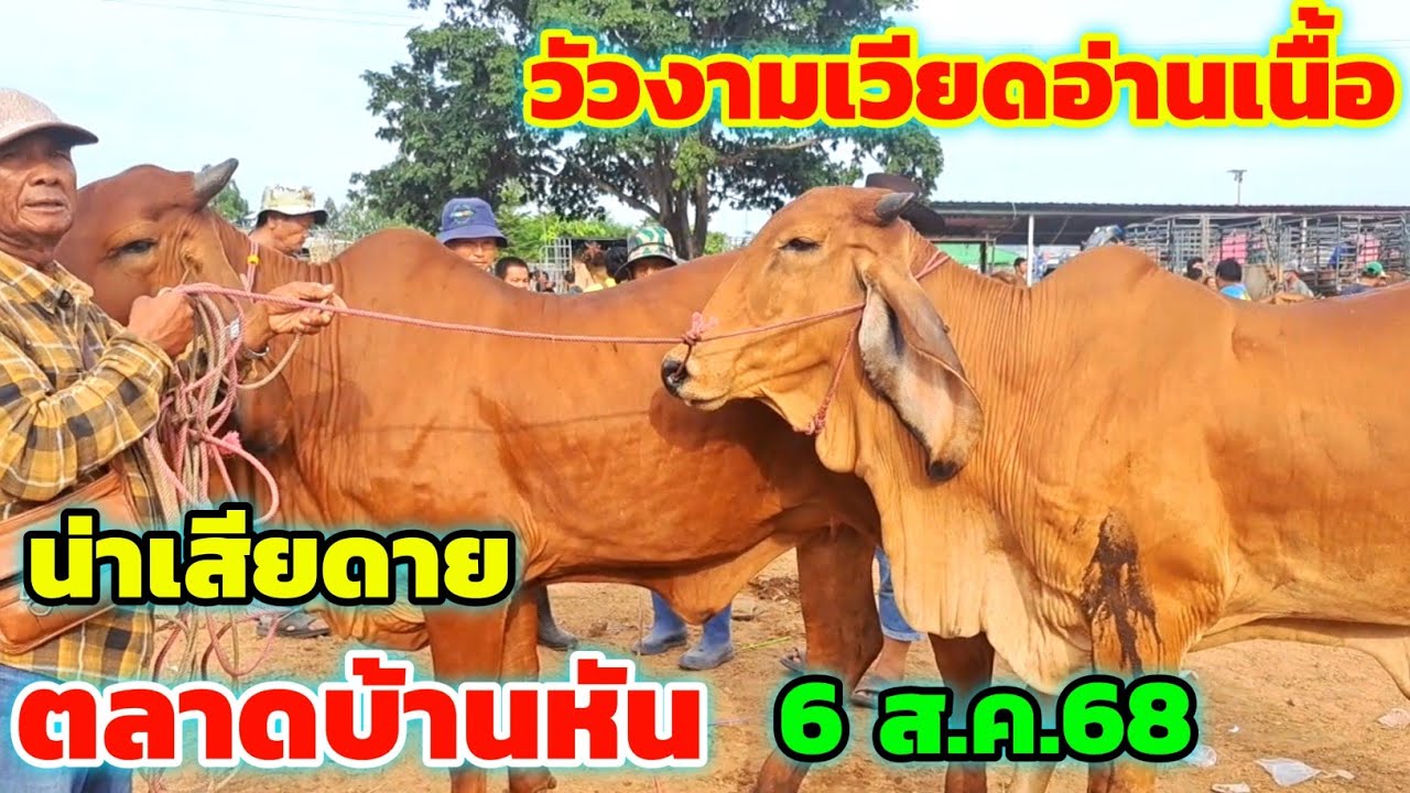เริ่มหายาก‼️6 ส.ค.68 ตลาดนัดบ้านหัน วัวงามเวียดอ่านเนื้อ‼️น่าเสียดาย⁉️