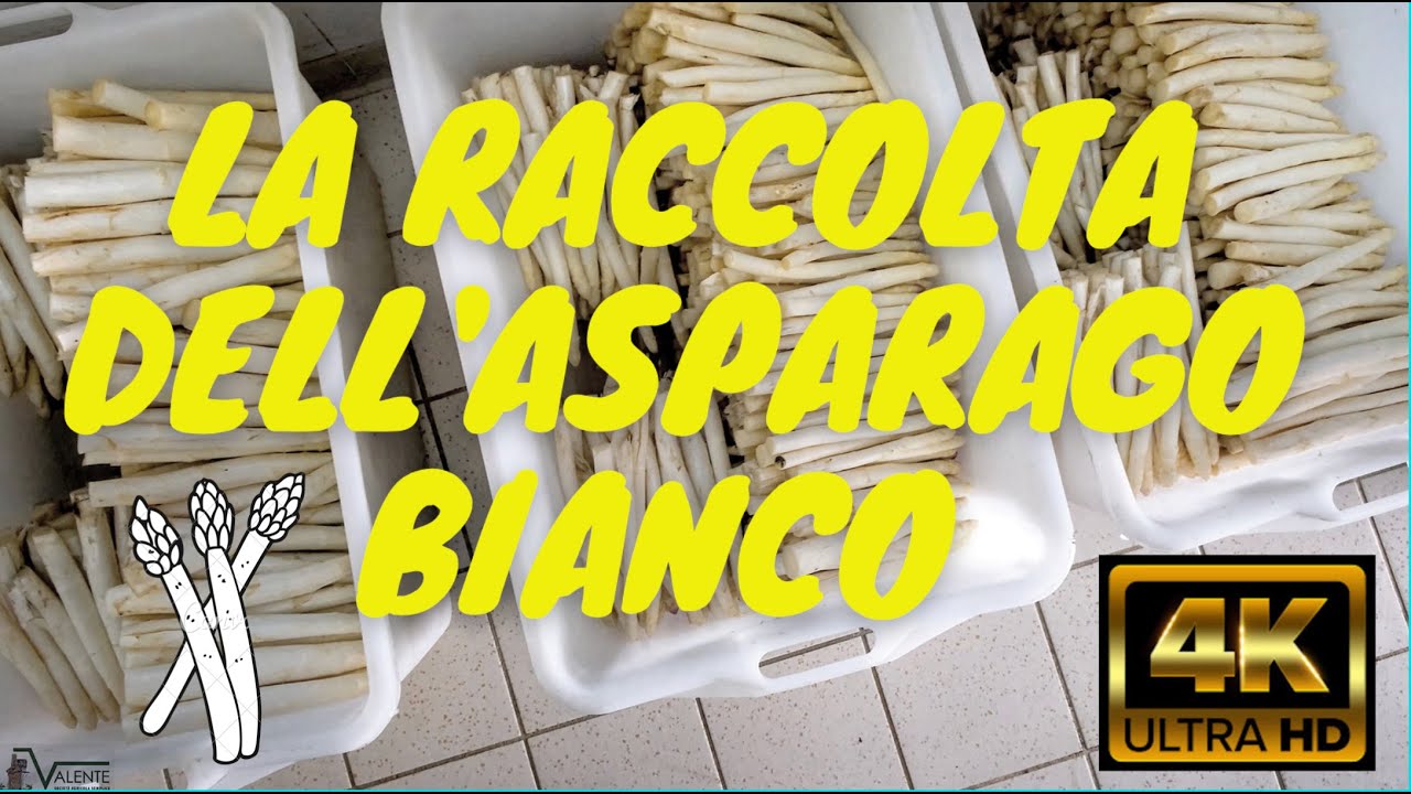 Asparagi : La Raccolta dell'Asparago Bianco Valente Azienda Agricola 4K Tradizione Bianchi Periodo