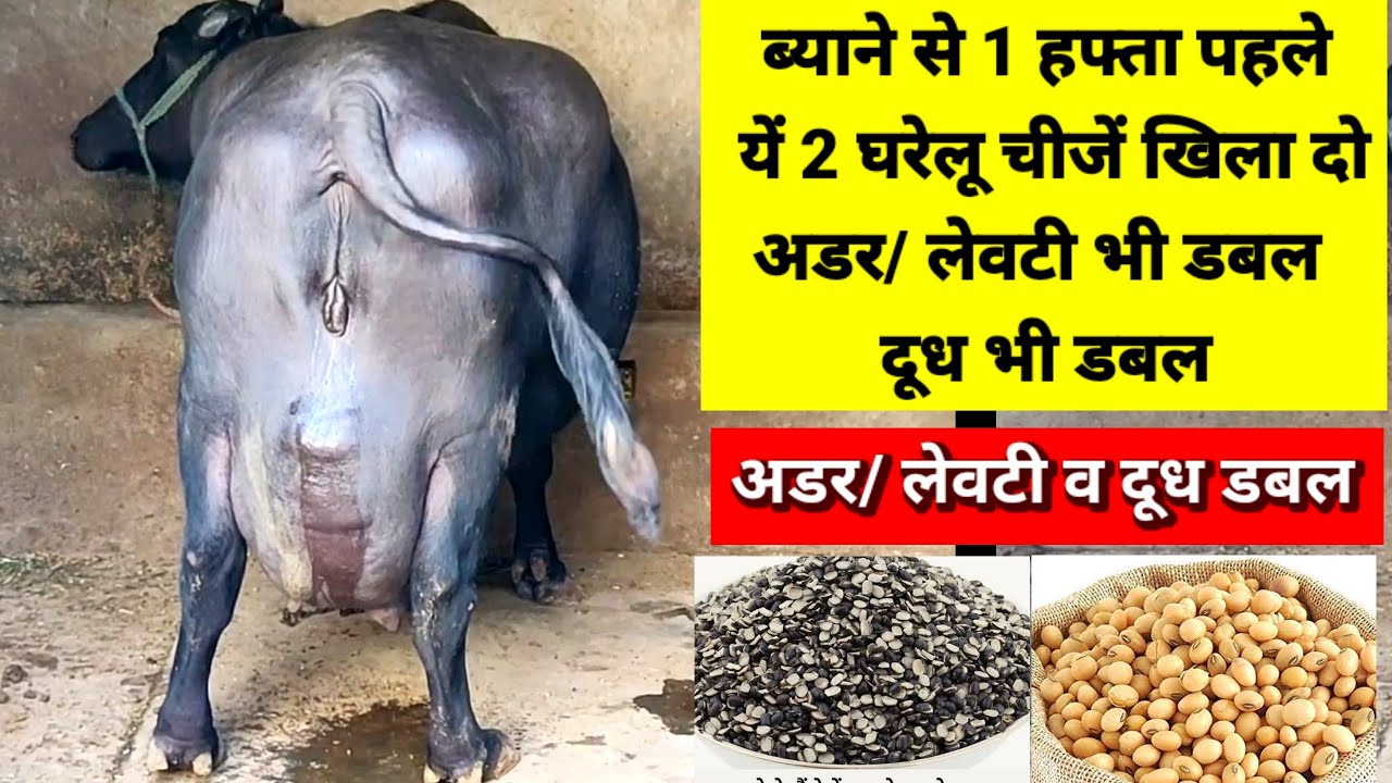 ब्याने से 1हफ्ता पहले यें 2 घरेलू चीजें खिला दो अडर/ लेवटी भी डबल, दूध भी डबल | Levti Badi kaise kre