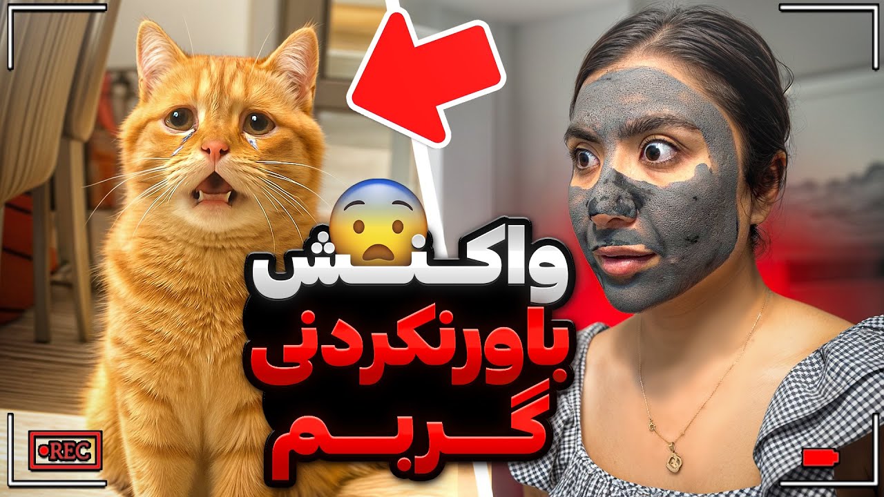 چند تاچیز عجیب رو گربم تست کردم 😨واکنش گربم دیدنیه! 🤯