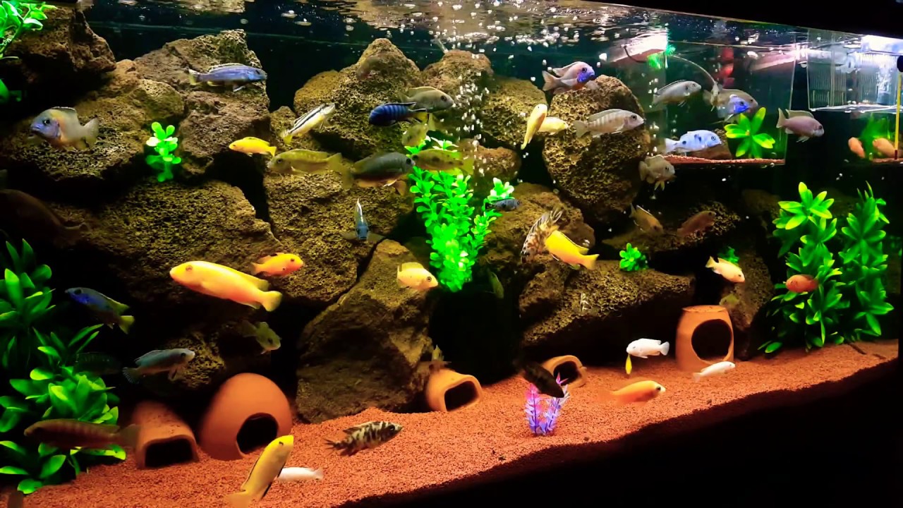 Karma Ciklet Akvaryum ( Malawi Cichlid ) - Ensar Tarık Şahin