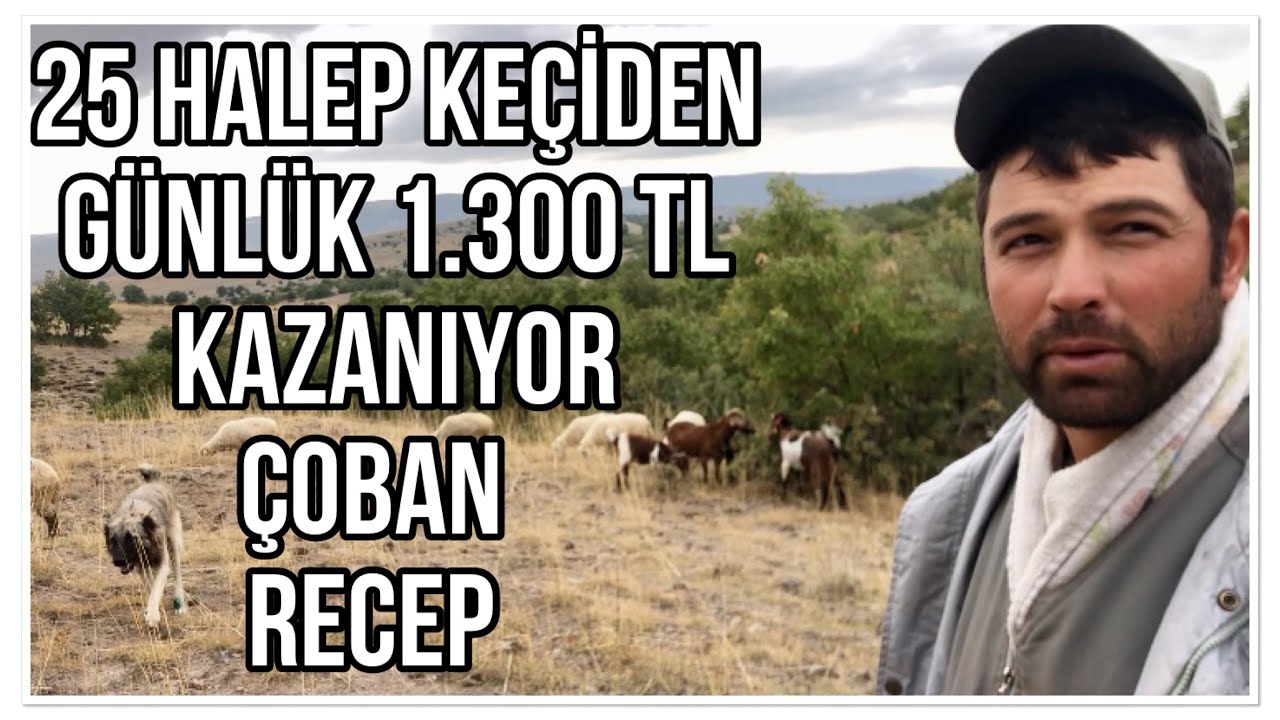 25 HALEP KEÇİDEN GÜNLÜK 1.300 TL KAZANAN ÇOBAN RECEP