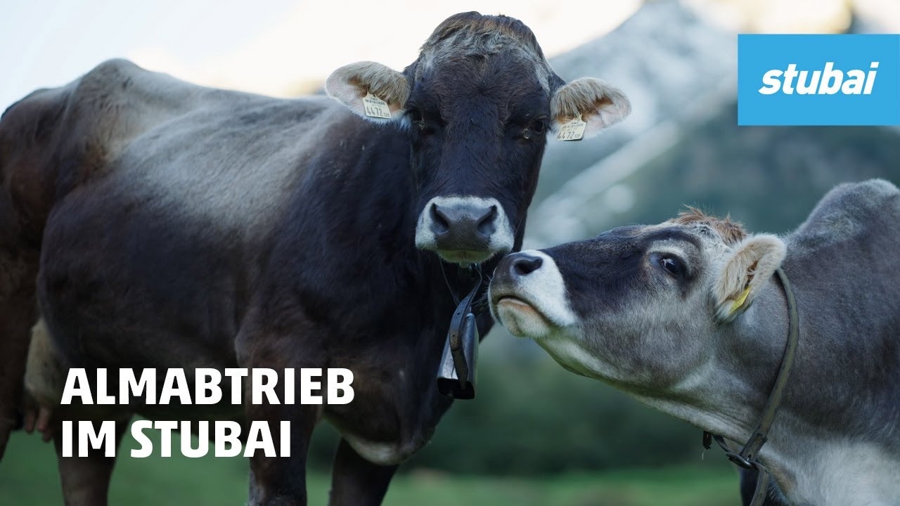 Almabtrieb