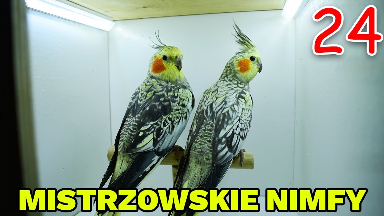NOWY ZAKUP: FANTASTYCZNE WYSTAWOWE NIMFY OD MISTRZA!