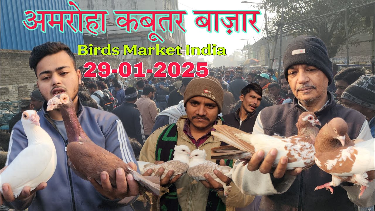 Amroha kabootar market 🕊️29-01-2025. अमरोहा कबूतर बाज़ार। Gola kabootar market
