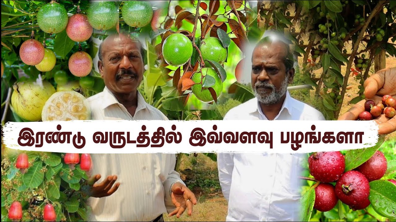 2 வருடத்தில் பல பழங்களை அறுவடை செய்த வாடிக்கையாளர்  | Exotic Farmland Development in 2 Years!