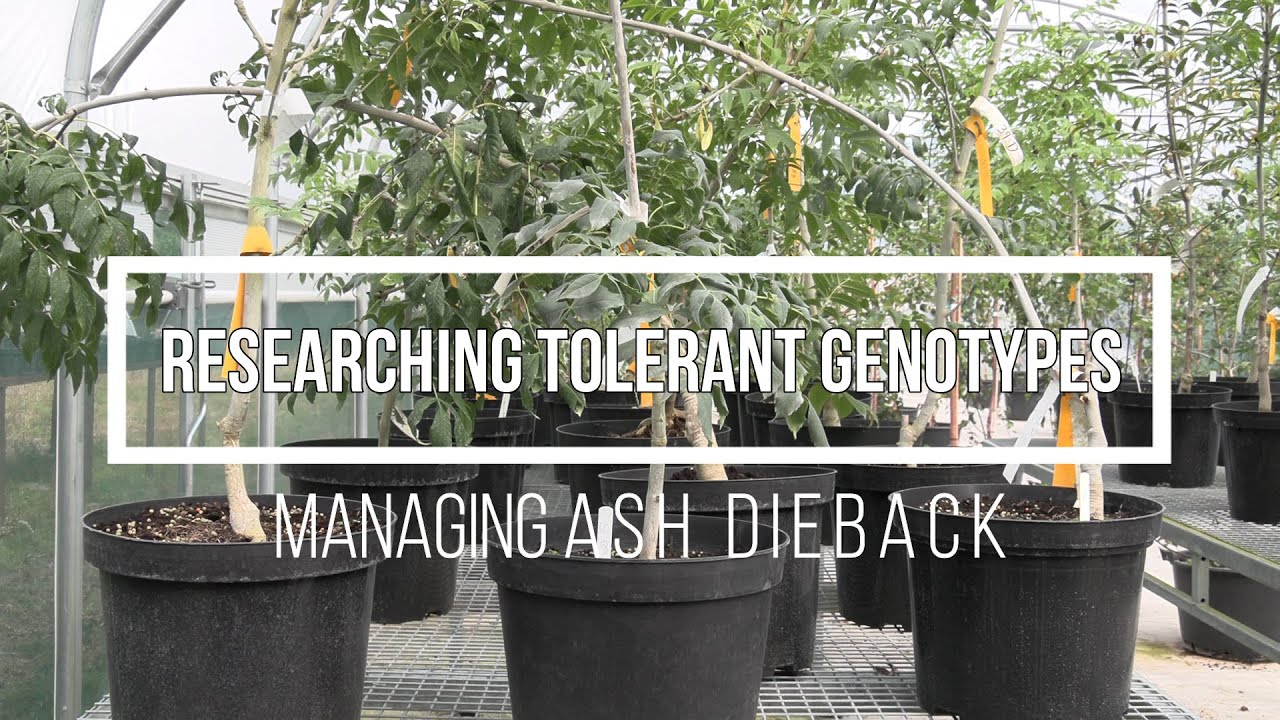 Managing ash dieback – researching tolerant genotypes