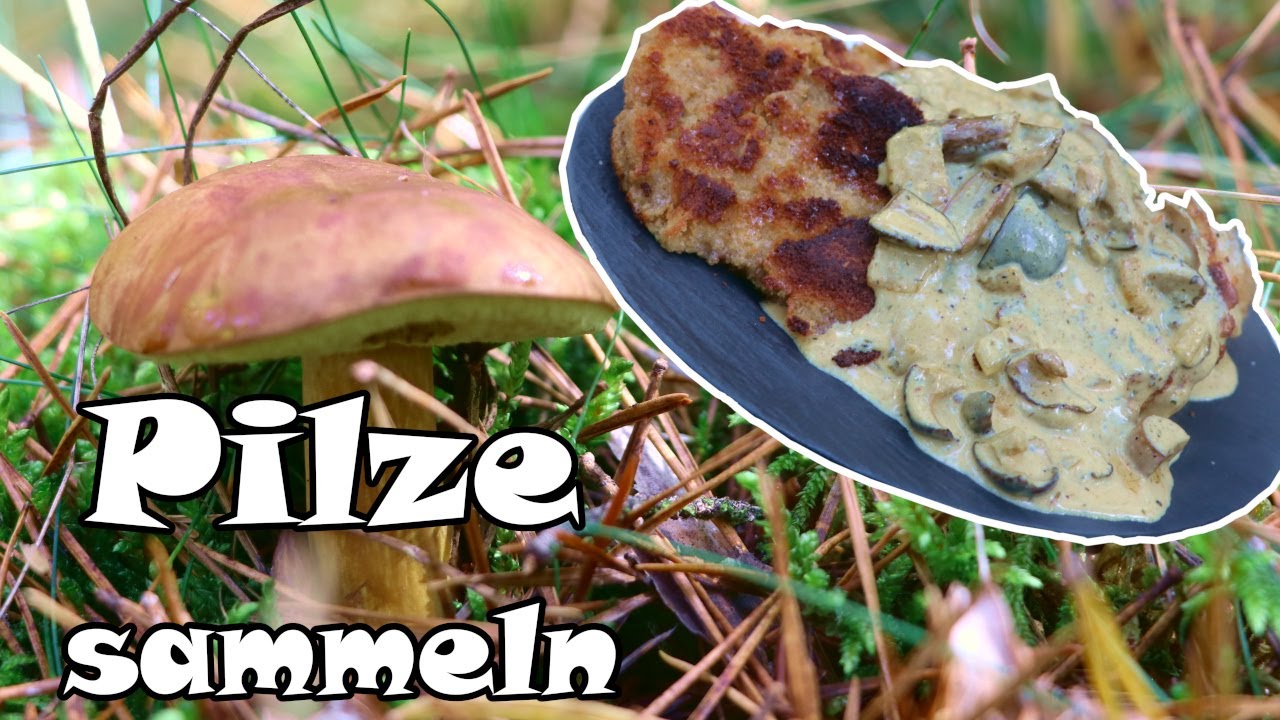 Pilze sammeln und sofort im Wald kochen - 