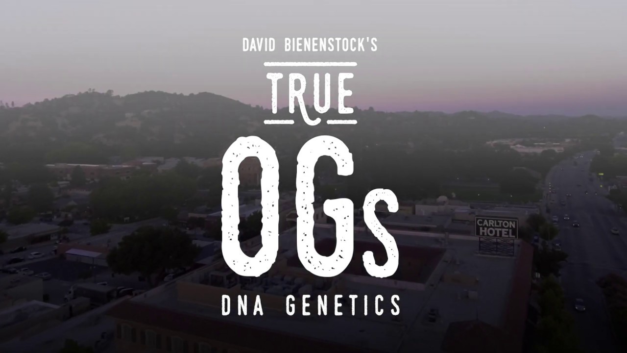 DNA Genetics, Creator of Tangie & More - True OGs