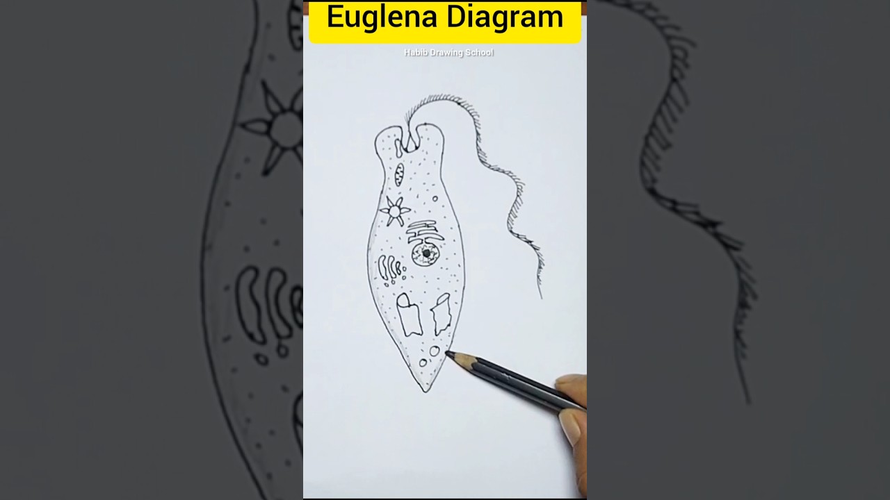 How to draw euglena #shorts #euglenadiagram #biology