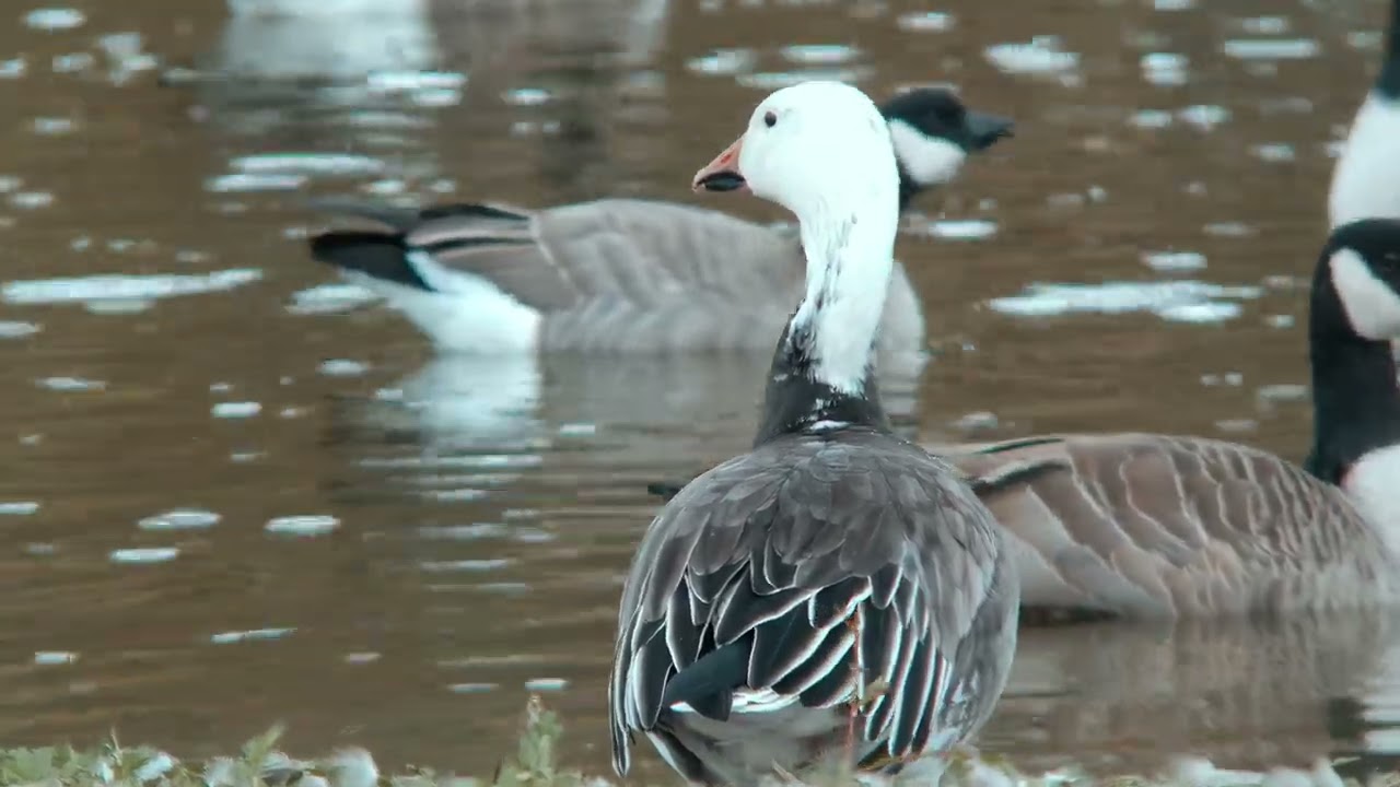 The Blue Morph Snow Goose