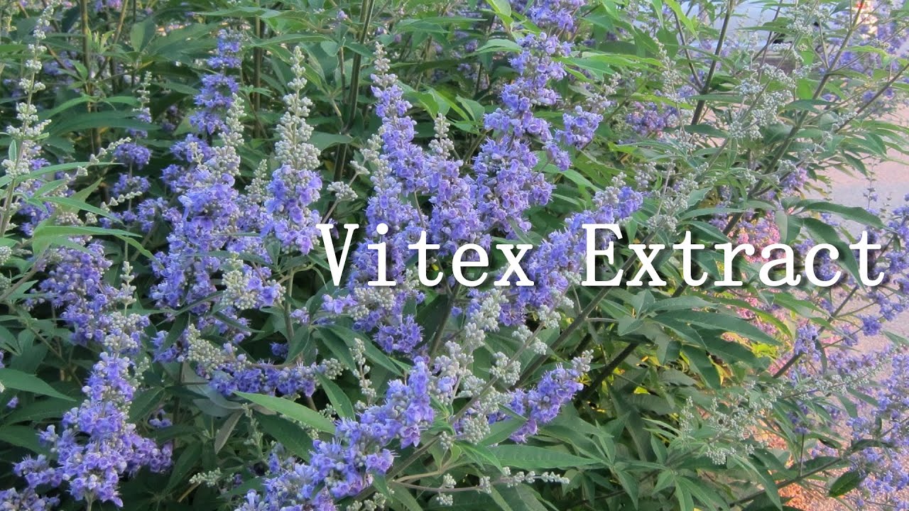 Vitex Extract, used as an antioxidant, moisturizer and hair conditioner