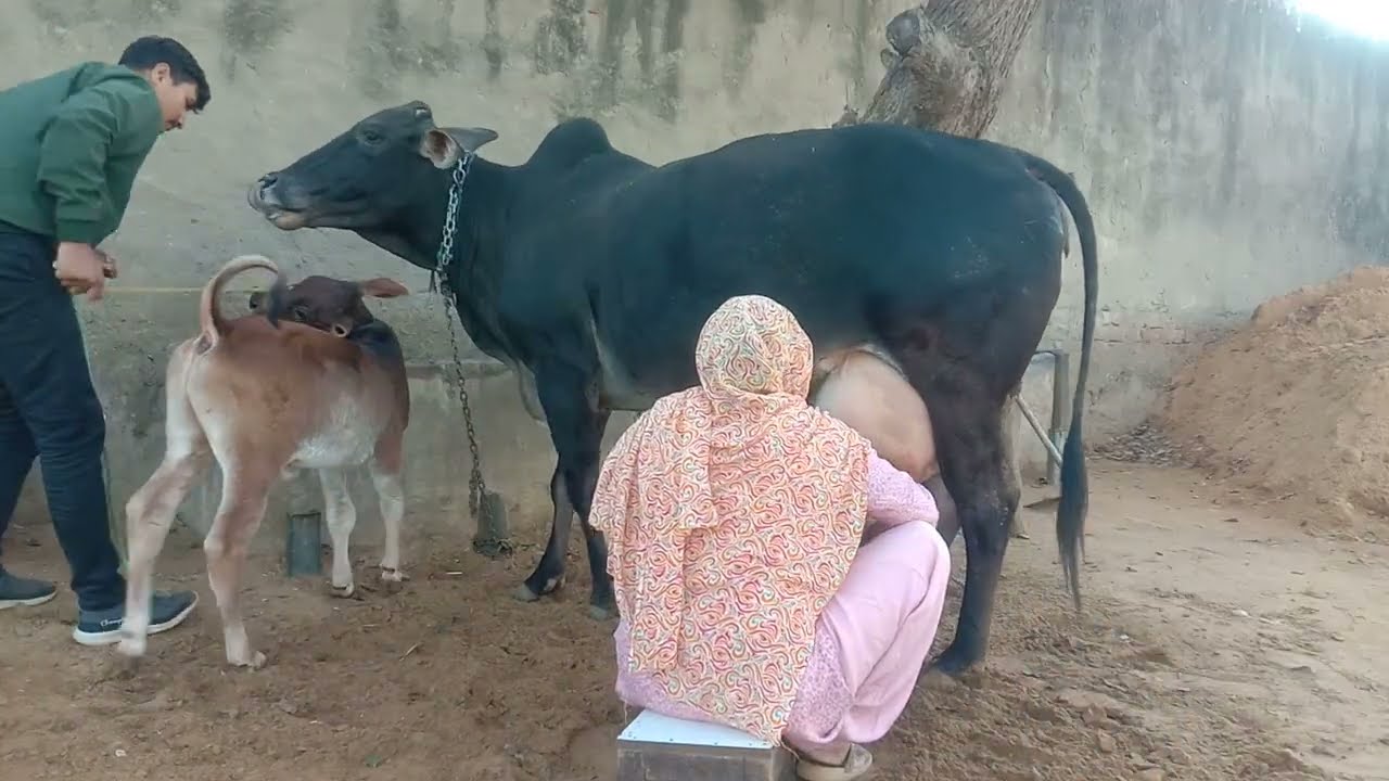 पहली बार देखा ऐसा दूध निकालना 🐄 | Desi Cow Milking
