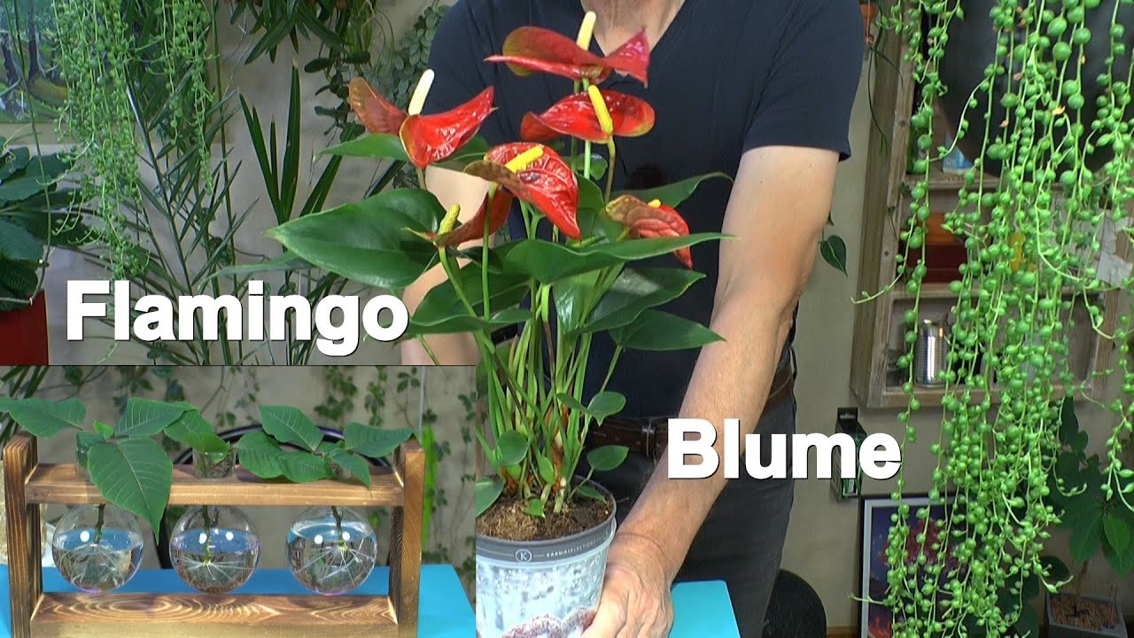 Neuzugang Flamingoblume, Weihnachtsstern Vermehrung, Weihnachtskaktus Stecklinge und mehr Pflanzen