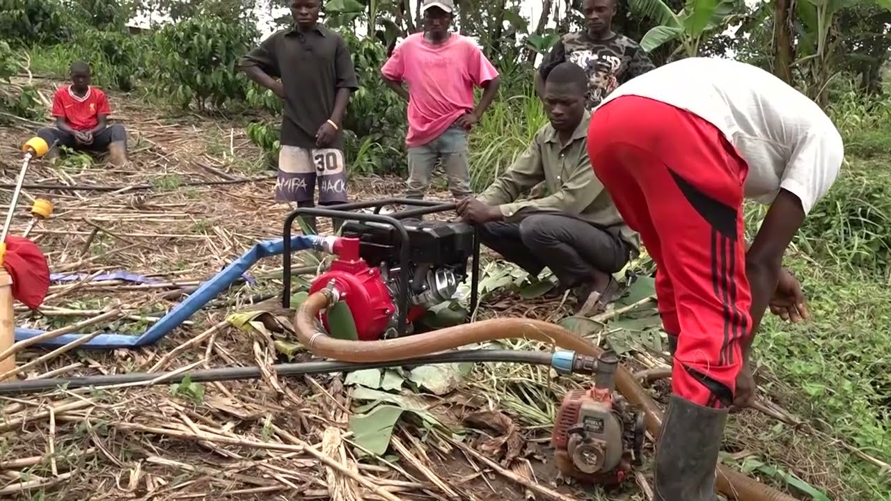 HOW TO IRRIGATE IN COFFEE FARMING