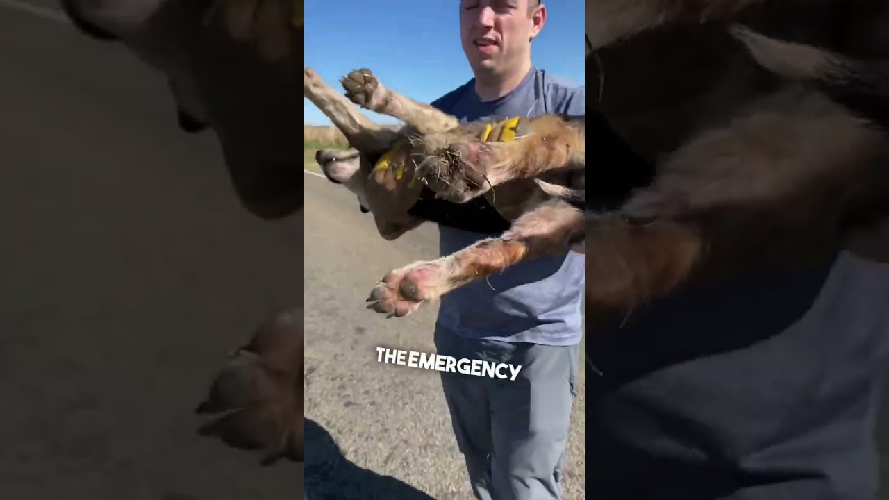This dog saved his friend&rsquo;s life ❤️👏