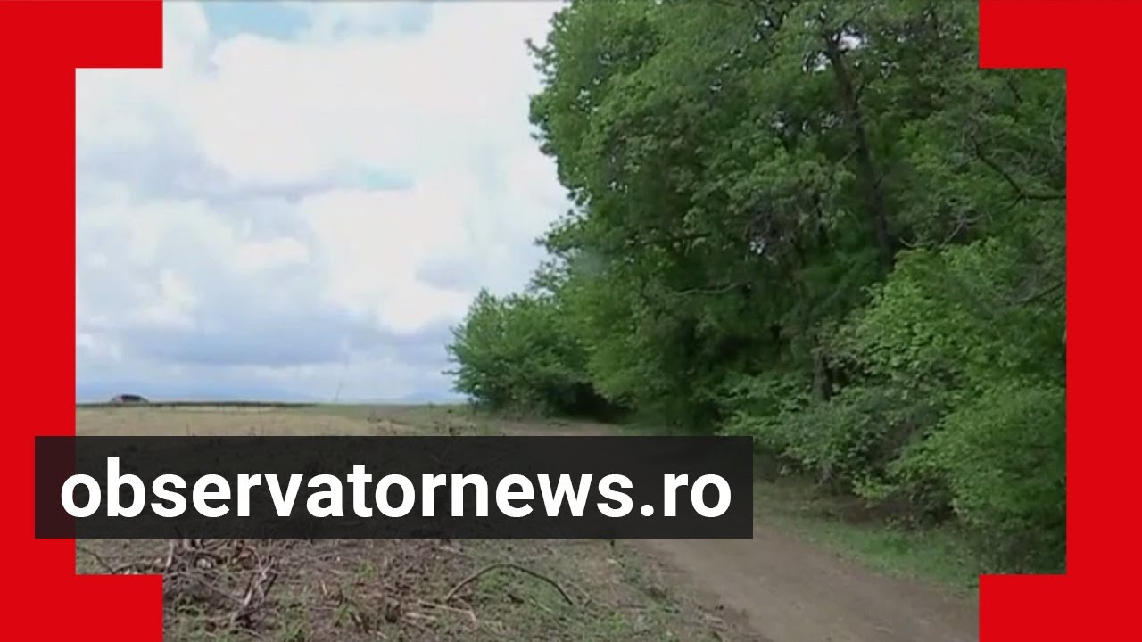 Pădurea Hoia Baciu din Cluj, la un pas de a deveni cartier