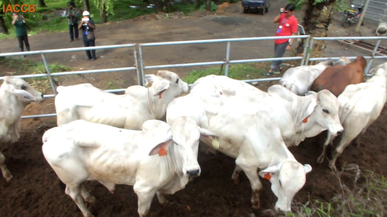 IACCB - BNT Cattle Breeding integrated within a Palm Oil Plantation