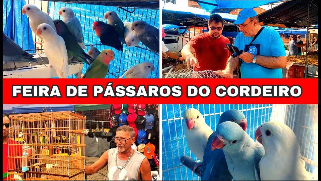 Feira de Pássaros do Cordeiro parte 2  28/12 #gaiola #passaros #criarpassaros