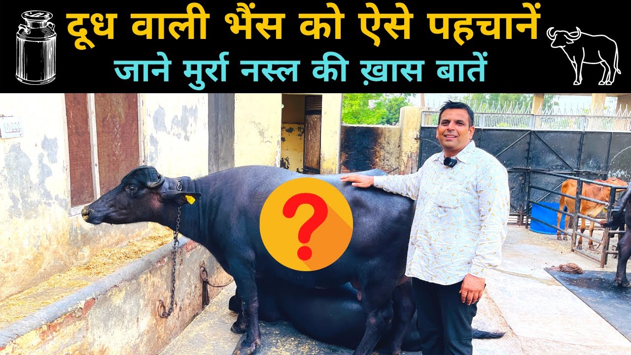 How to identify a milk buffalo👍Real identification of Murrah buffalo👌How to identify Murrah Buffalo Dudharu Bhains