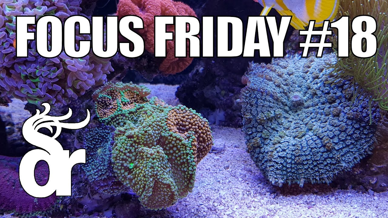 FF#18 | Keeping Mushroom Corals | Ricordea & Rhodactis
