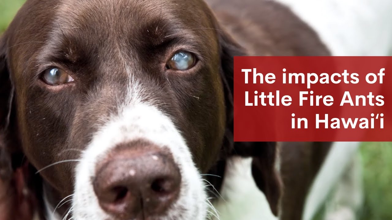The Impacts of Little Fire Ants in Hawaiʻi