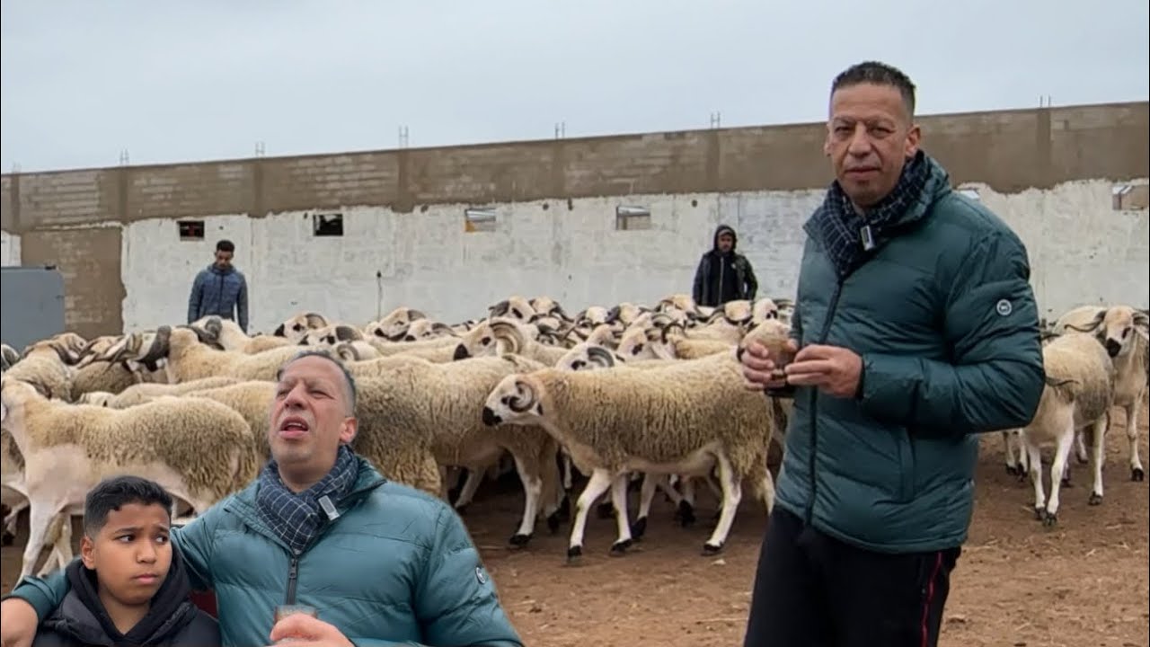 ضهور الكساب فريد المزابي بقطيع غنم صردي لم يأتي به الزمان 🇲🇦 بمناسبة ANOC 2026