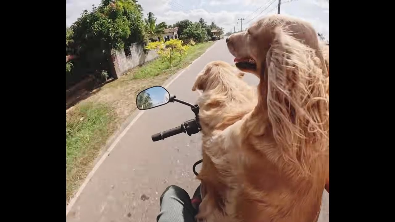 කිඹුලෙක් ගමු🙂🙂  #petcare #petcenter |