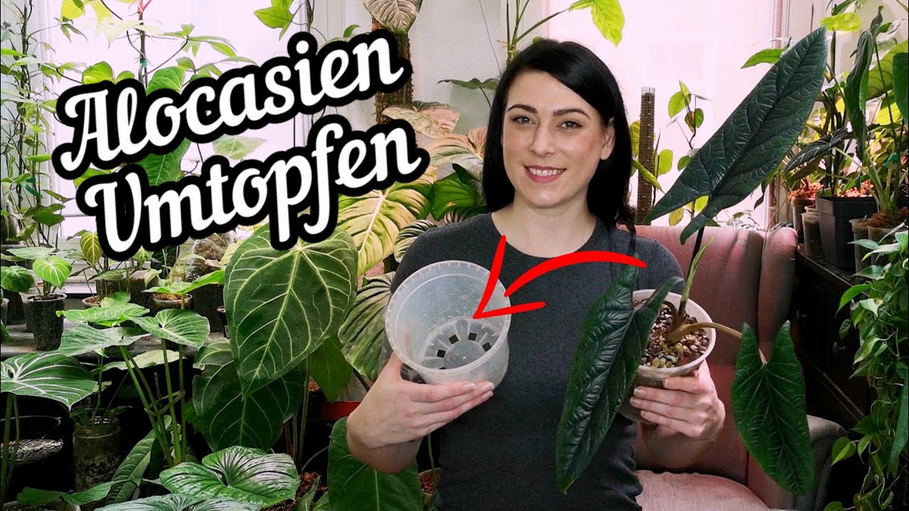 Keine hängenden Blätter / alocasia richtig umtopfen