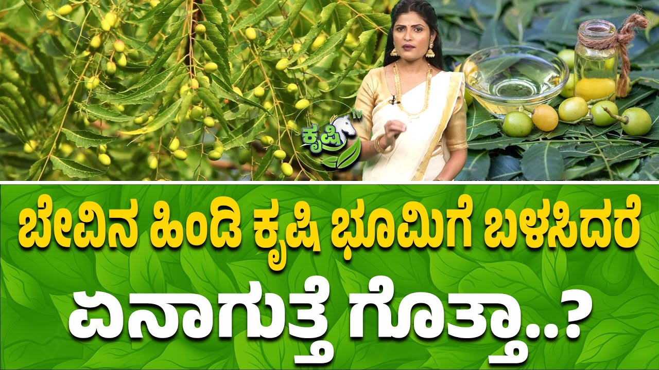 ಬೇವಿನ ಹಿಂಡಿ ಕೃಷಿ ಭೂಮಿಗೆ ಬಳಸಿದರೆ ಏನಾಗುತ್ತೆ ಗೊತ್ತಾ ? NEEM SEED POWER!