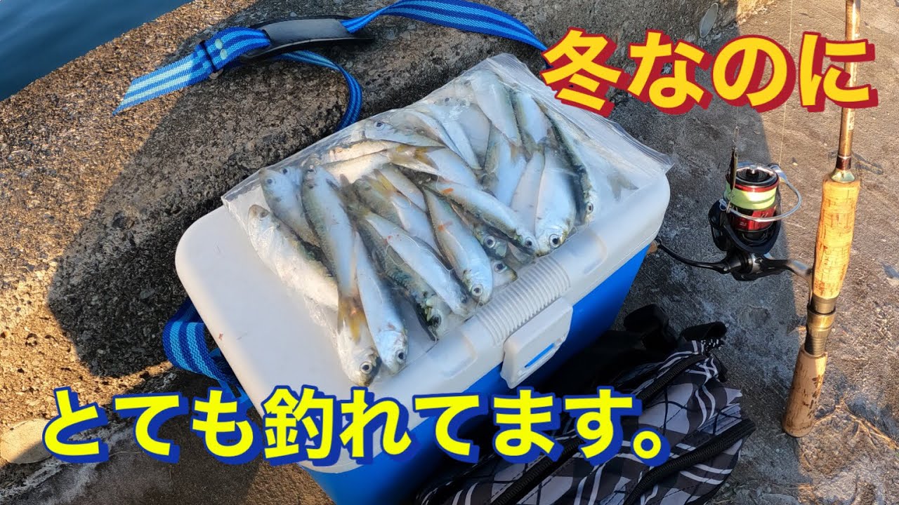 冬になっても一日中安定して釣れる魚が検見川浜突堤にいます。